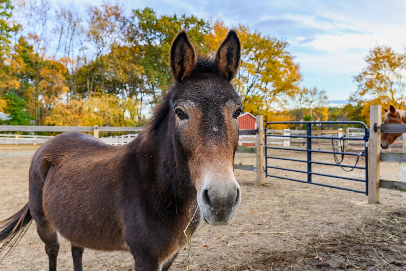 About the WE LOVE NEER campaign on Bonfire 2