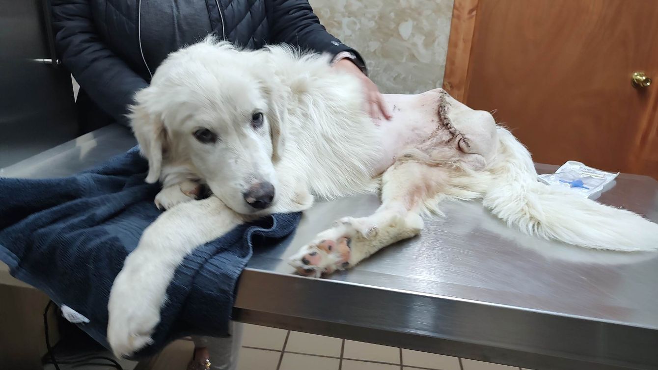 About the Show your colors! campaign on Bonfire 2