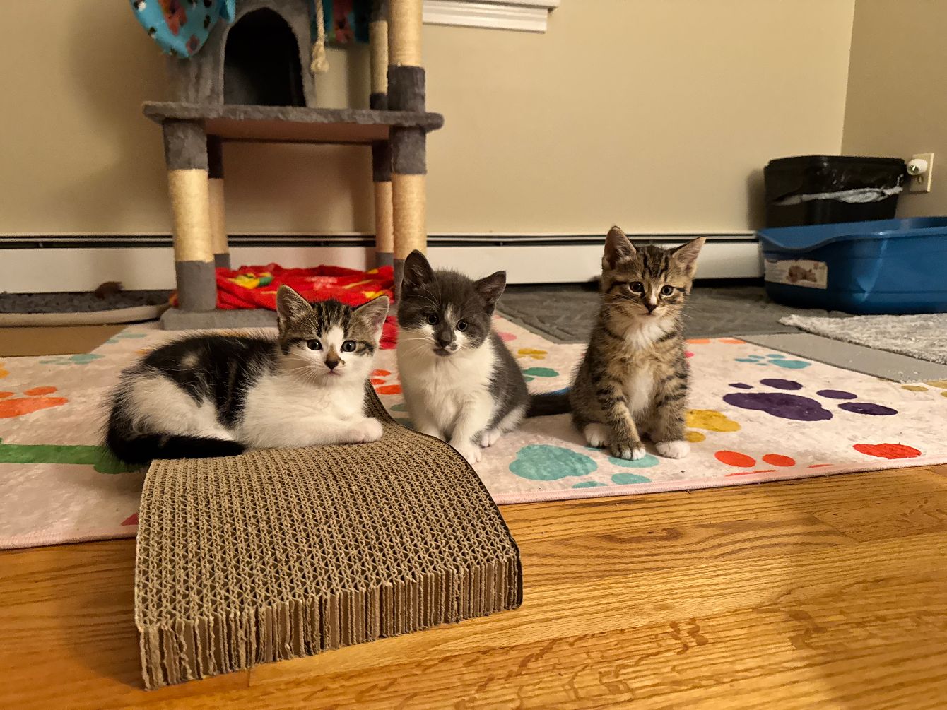 About the Ru's Rescue campaign on Bonfire 2