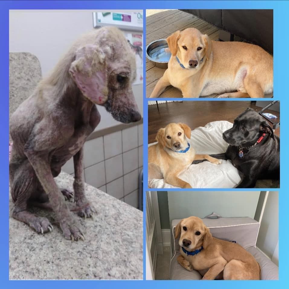 About the Rescue Dogs Rock NYC Skyline campaign on Bonfire 2