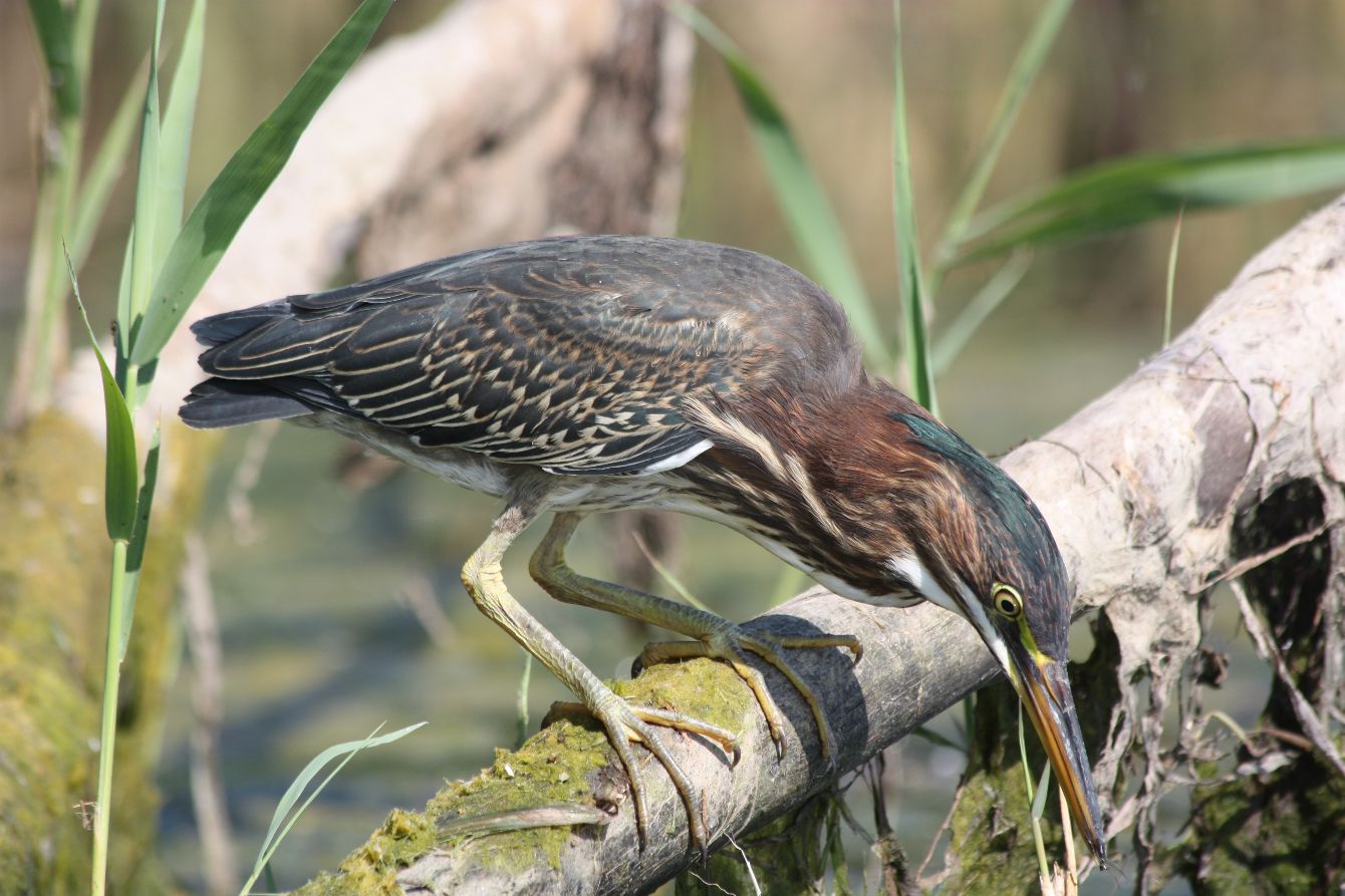 About the FDR Apparel - Light Logo campaign on Bonfire 2