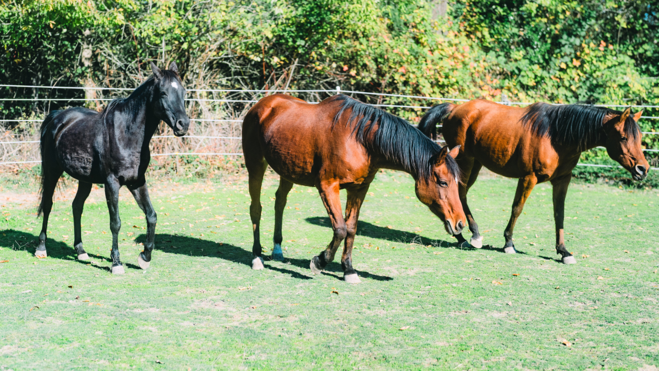 About the AHRE Logo Tees & Pullover Sweatshirts campaign on Bonfire 2