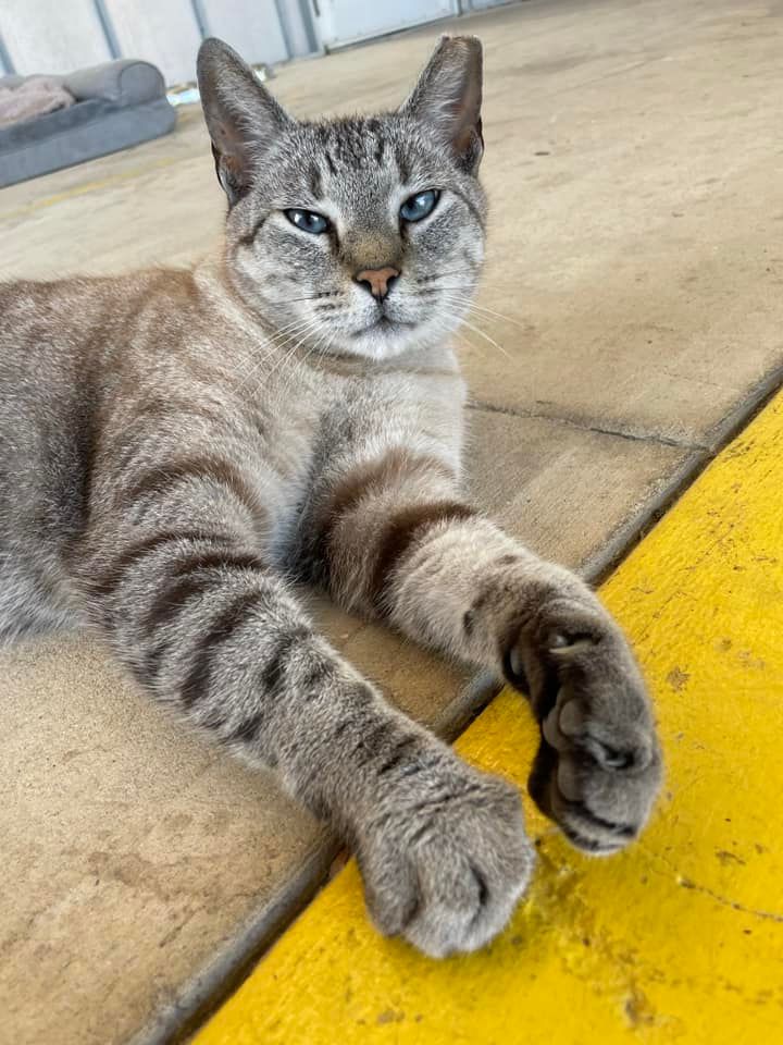 About the Life is Better with a Cat campaign on Bonfire 2