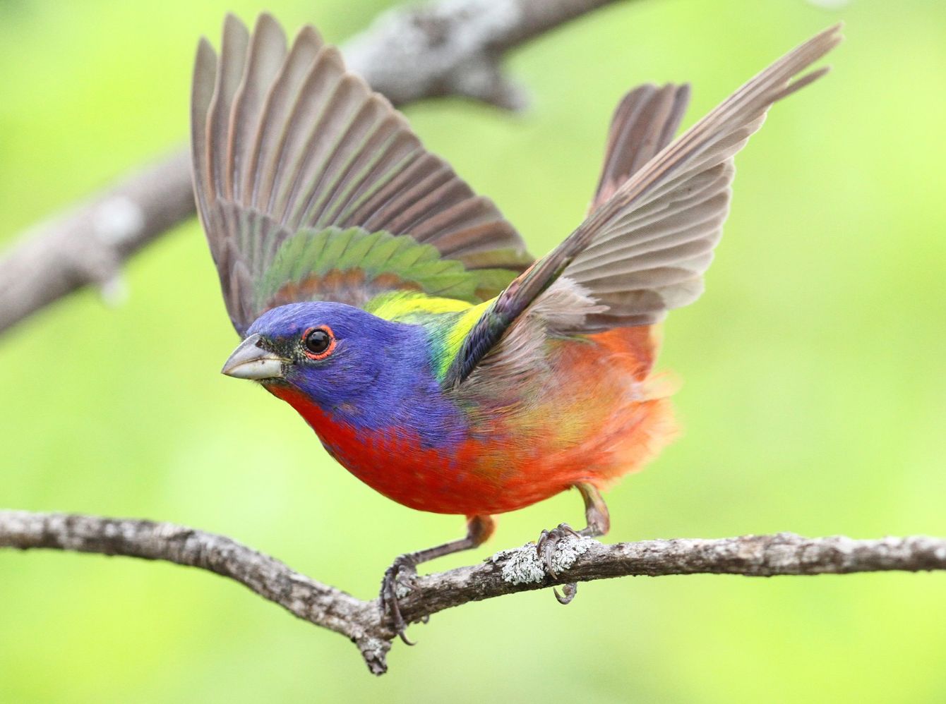 About the Heard Logo Shirt - Monochrome campaign on Bonfire 2