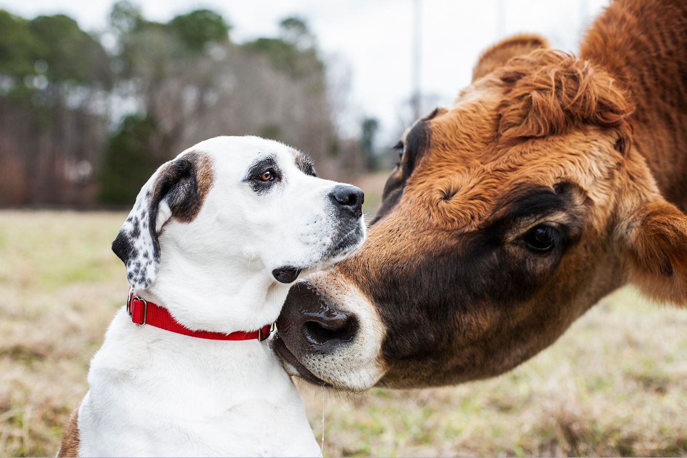 About the Bucket and Colton - Puppy and Grasspuppy campaign on Bonfire 4