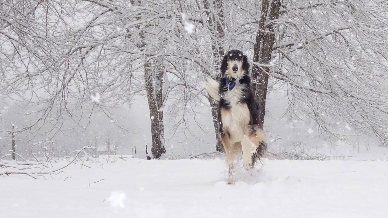 About the Borzoi Life Holiday Apparel campaign on Bonfire 4