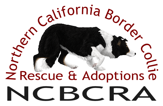 About the NCBCRA T-Shirts campaign on Bonfire 2