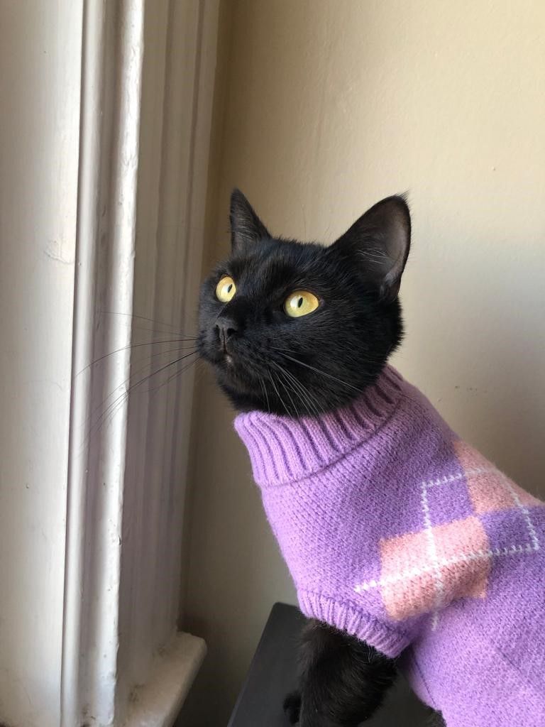 About the Black Cat Rescue - Winter 2022 campaign on Bonfire 2