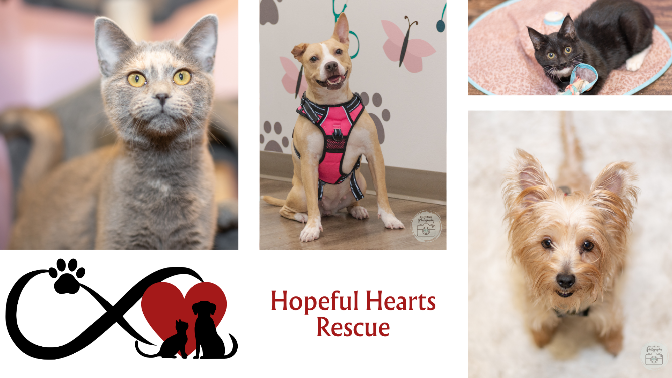 About the  campaign on Bonfire 2