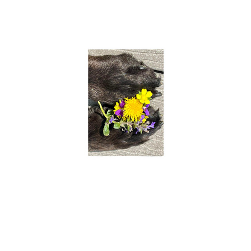 Wildflower Paws Yard Flag, a White 12" x 18" Yard Flag