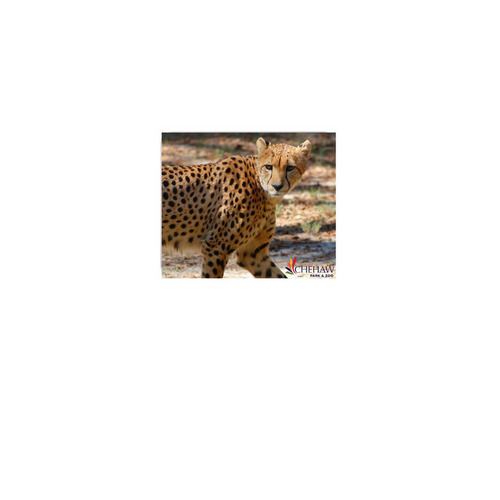 Scowling Cheetah Mouse Pad, a White Full Color Mouse Pad